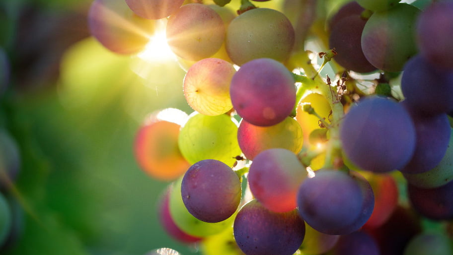 cambio-climatico-uvas