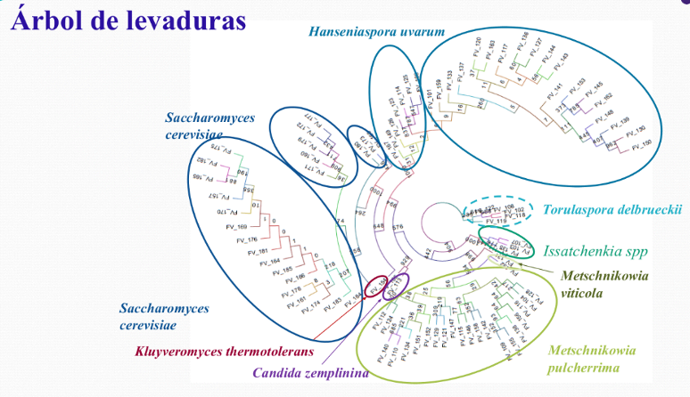 arbol filogenetico viñedo