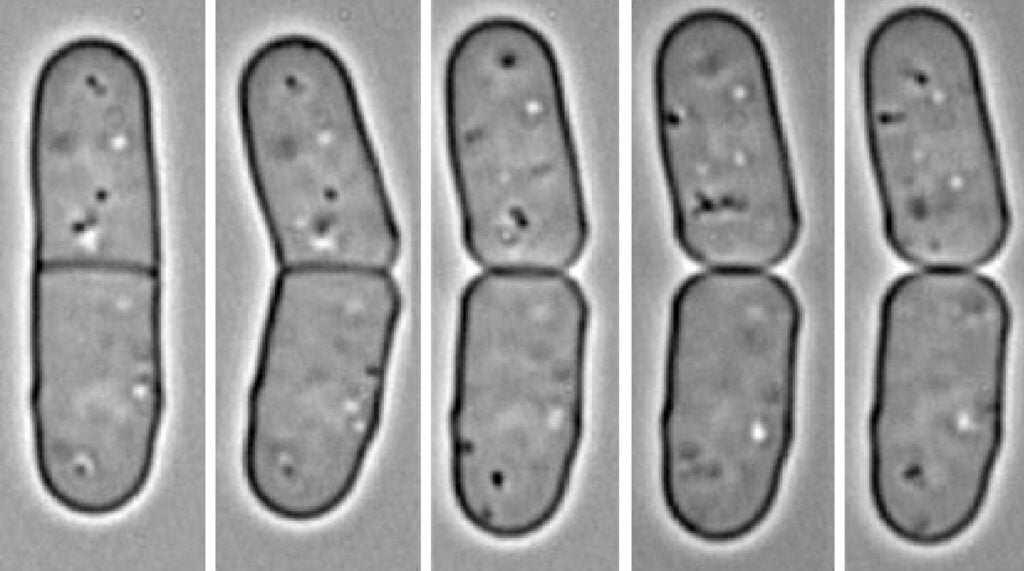 Schizosaccharomyces pombe