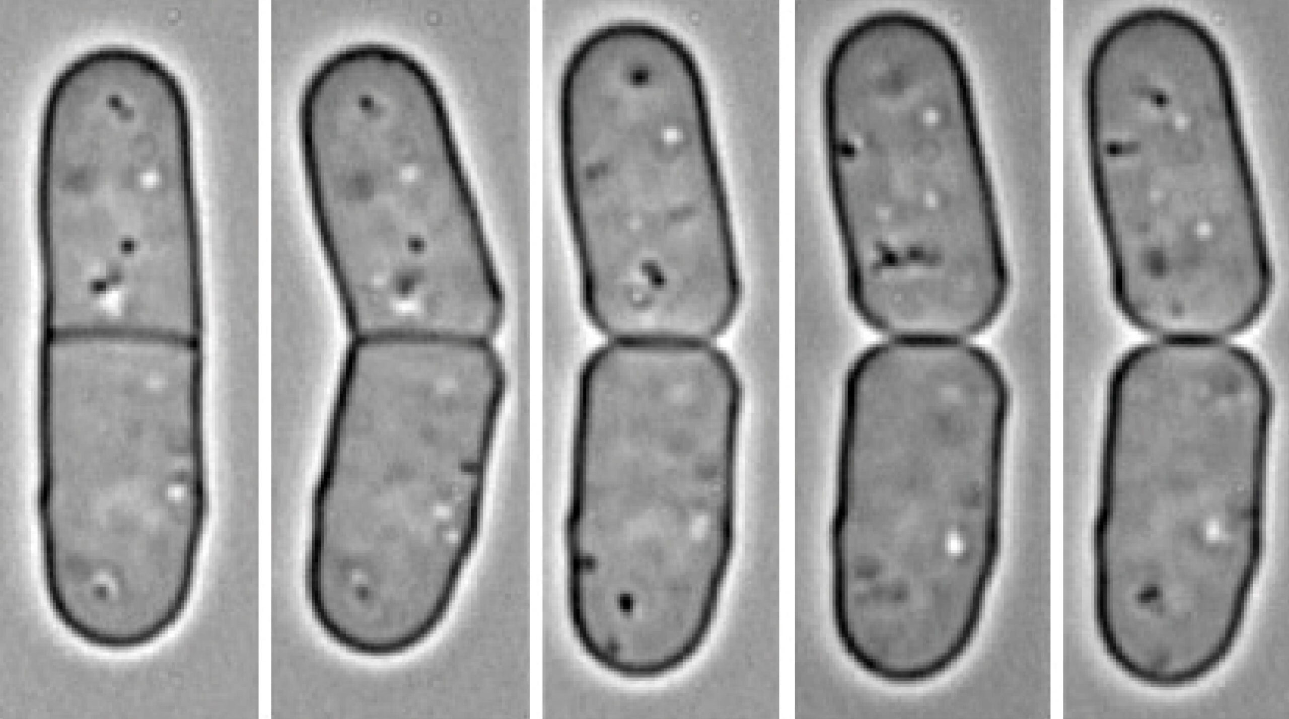 Schizosaccharomyces Pombe en Vinos Tintos | WineImprove