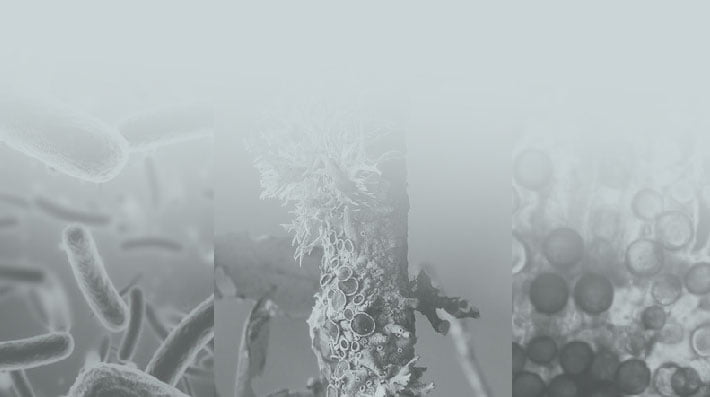 microorganismos_campo