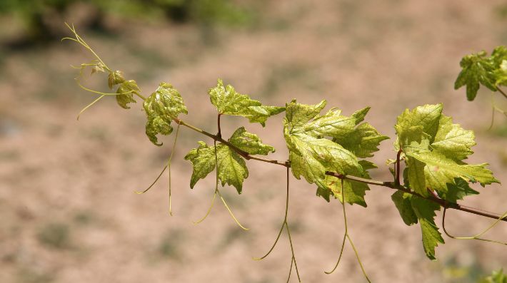 cómo combatir los efectos del estrés hídrico